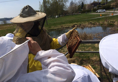 Besök i Fornuddsparken vid kommunenes bikupor. Utlottning i Håll Tyresö rent