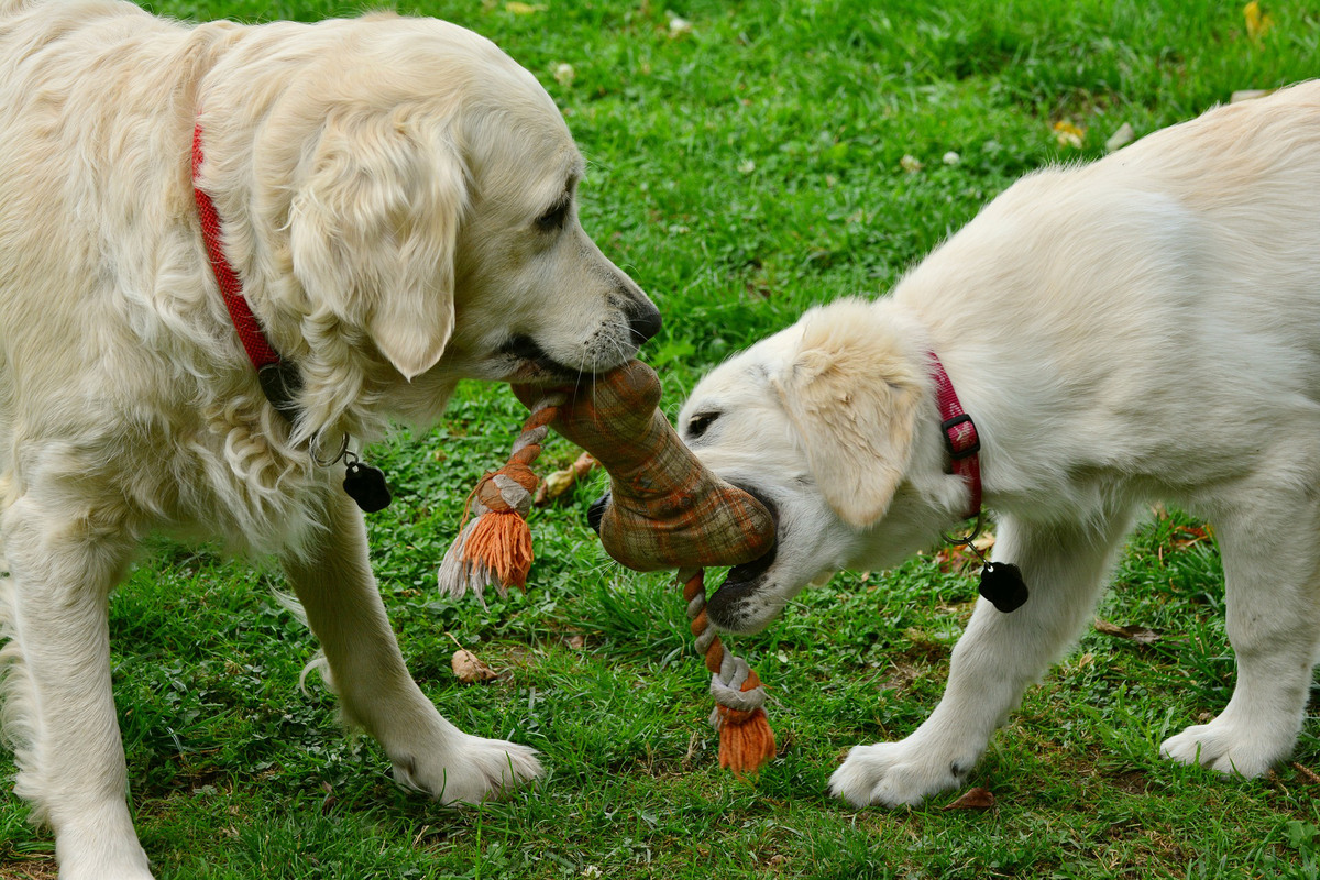 Två hundar leker med en hundleksak.