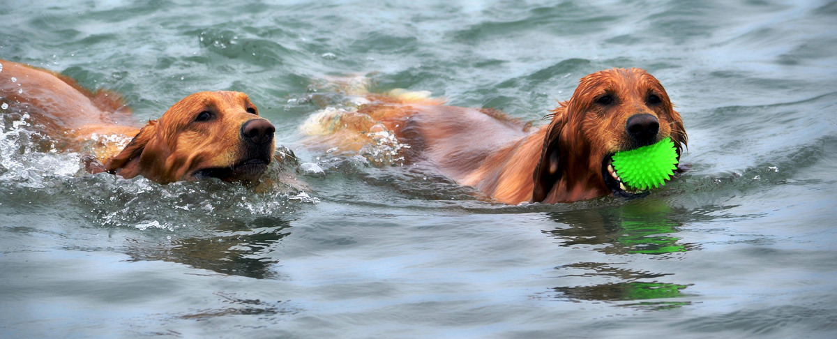Två hundar simmar i vattnet. En har en grön boll i munnen.