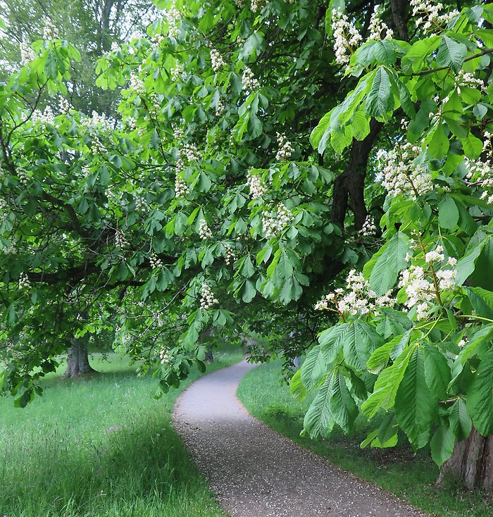 Slingrande gångar och blommande kastanjeträd