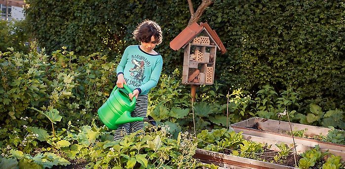Ett pyjamasklätt barn vattnar odlingar i pallkragemed en stor vattenkanna.