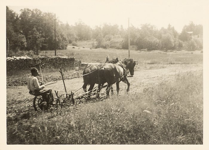 Två hästar och slåttermaskin i jordbrukslandskapet med man sittande på